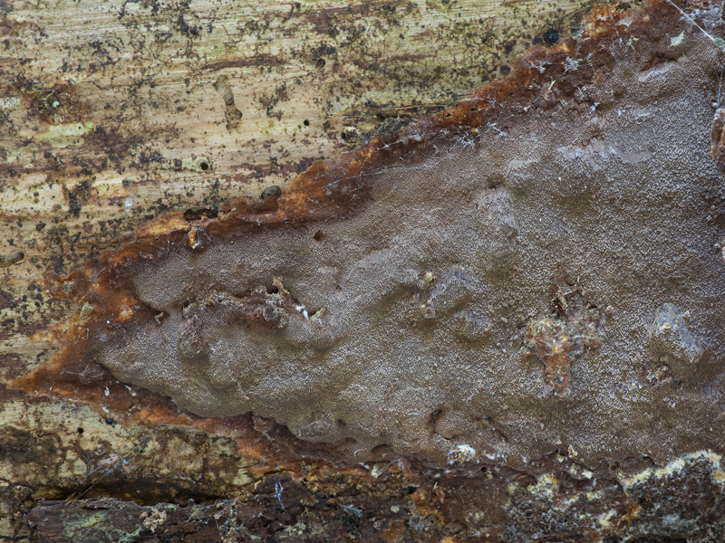 Phellinus ferrugineofuscus